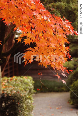 九年庵の紅葉 九年庵の紅葉 1484929