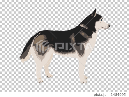 西伯利亞雪橇犬 西伯利亞雪橇犬 1484995