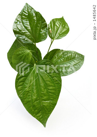 フィッシュミント、ドクダミ、ベトナム料理食材 1485642