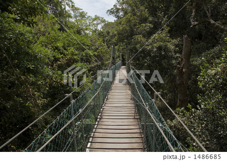 ラミントン国立公園 ラミントン国立公園 1486685