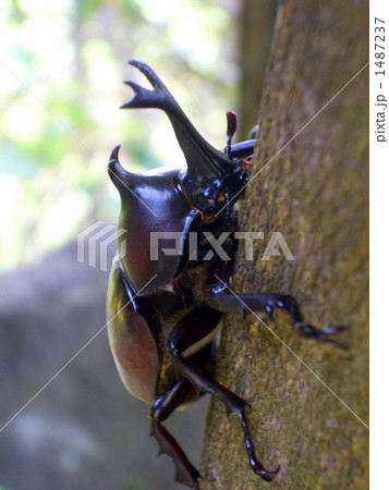 じいーっとカブトムシ じいーっとカブトムシ 1487237