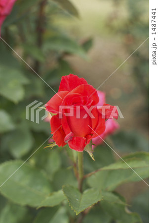 薔薇（プロミネント） 1487441