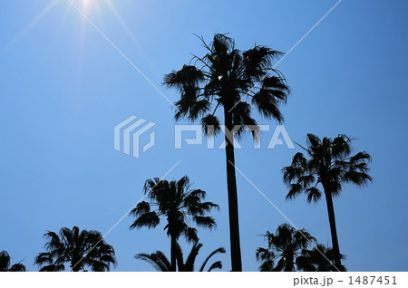 青空とパームツリーⅡ 青空とパームツリーⅡ 1487451