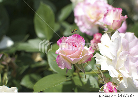 薔薇（マチルダ）と蜂 1487537