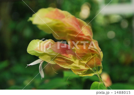 コエビソウ コエビソウ 1488015