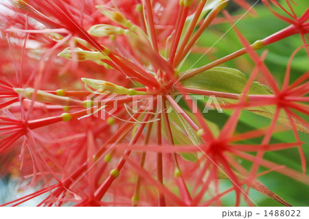 ハエマンサス_2 1488022