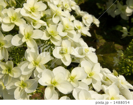 スノーフレーク スノーフレーク 1488054