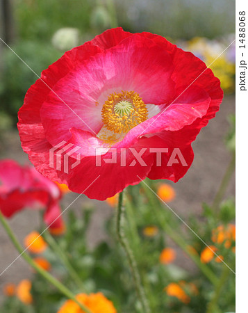 ヒナゲシ ヒナゲシ 1488068