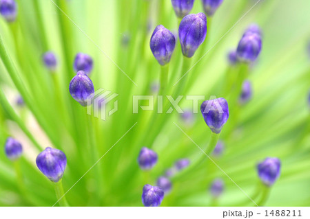 アガパンサスのつぼみ 1488211