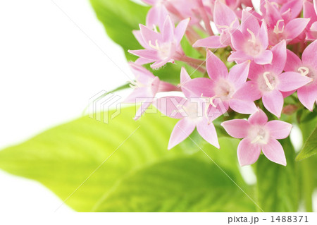 ペンタス ペンタス 1488371