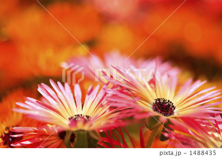 紫の雄しべの黄色とピンクのグラデーションのオステオスペルマムアップ 1488435