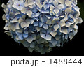 梅雨の花 1488444