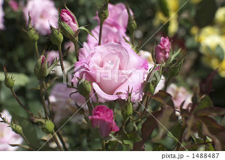 薔薇(桜貝) 薔薇(桜貝) 1488487