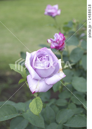 薔薇(ブルーシャトウ) 薔薇(ブルーシャトウ) 1488618