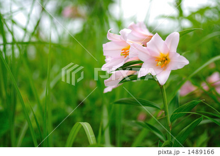 ひめさゆり_草バック 1489166