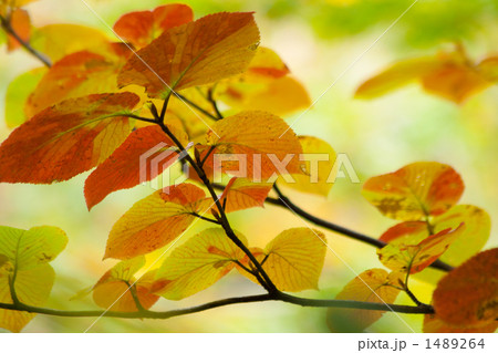 カラフルな紅葉 1489264