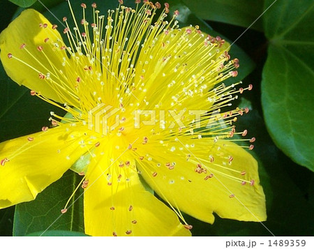 ビヨウヤナギの花 ビヨウヤナギの花 1489359