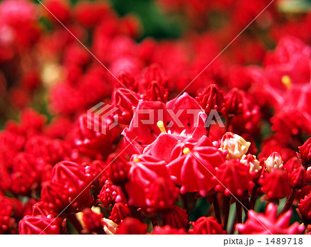 カルミア カルミア 1489718