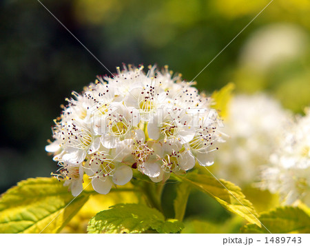 小手毬 小手毬 1489743