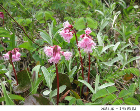 イワカガミ 1489982