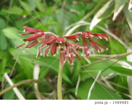 赤いショウジョウバカマ 1489985