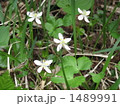 ツマトリソウ 1489991