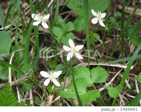 ツマトリソウ 1489991