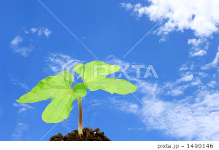 アサガオの双葉 1490146