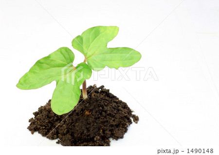 アサガオの双葉 1490148