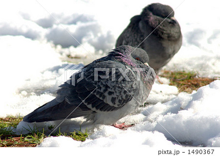 鳩 首をすくめる 羽毛の写真素材