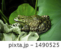 蓮の葉とウシガエル 1490525