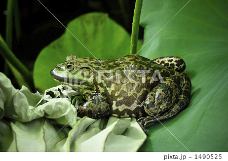 蓮の葉とウシガエル 1490525