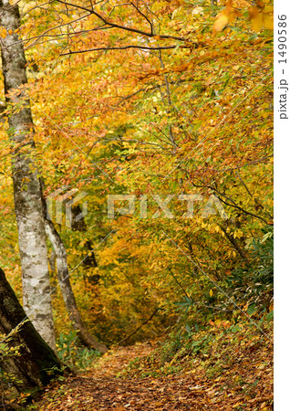 ブナ林の黄葉 ブナ林の黄葉 1490586