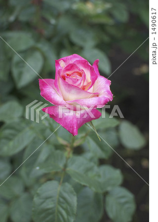 薔薇（リド・ディ・ローマ） 1490617