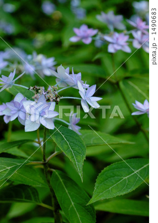 七段花 1490683