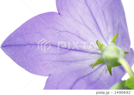 キキョウ キキョウ 1490692