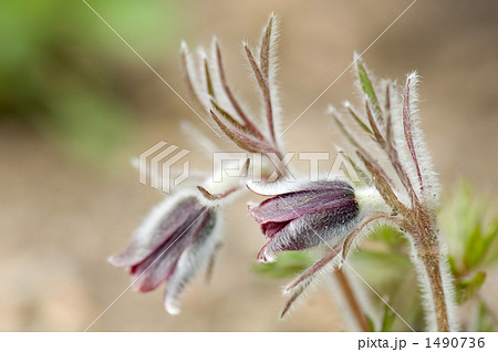 オキナグサ オキナグサ 1490736