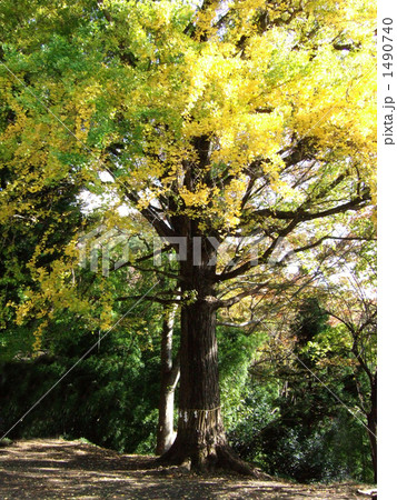 ご神木の銀杏 ご神木の銀杏 1490740