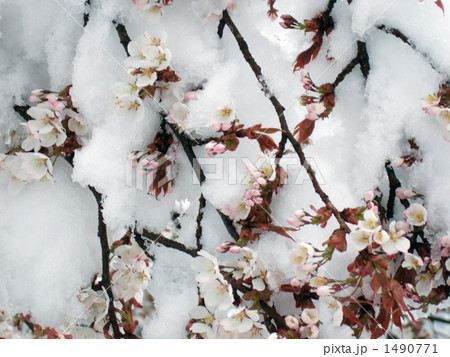 春の雪と山桜 1490771