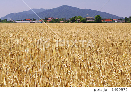 大麦畑 1490972