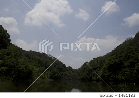 初夏の森 1491133