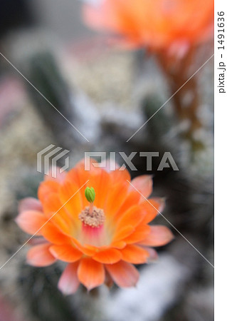 サボテンの花 サボテンの花 1491636