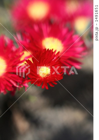 松葉菊 松葉菊 1491651