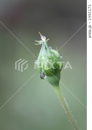 薔薇グレイドーンに雨の雫 1492171