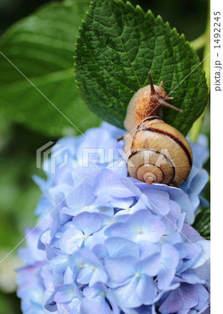 紫陽花とかたつむり 1492245