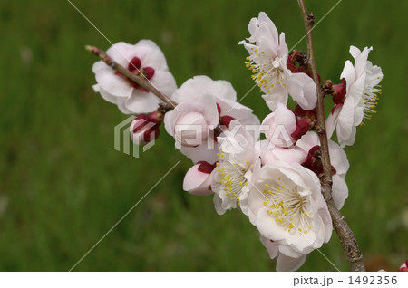 大きく開いた杏の花と蕾 1492356