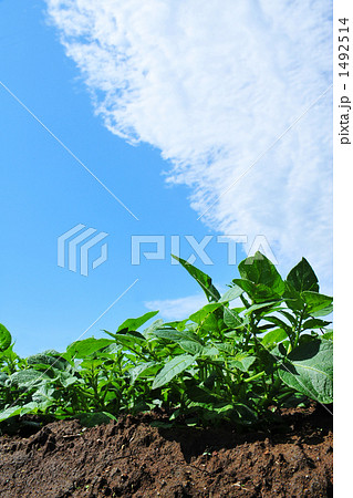 農作物1 1492514