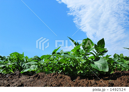 農作物2 農作物2 1492524