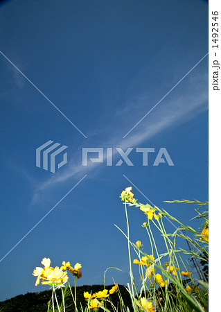 空に手を延ばす錦鶏菊 1492546