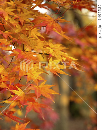 もみじ　紅葉 1492589